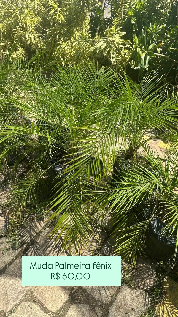Palmeira Fenix Muda