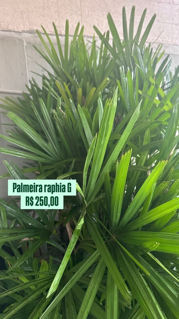 PALMEIRA RAPHIA G