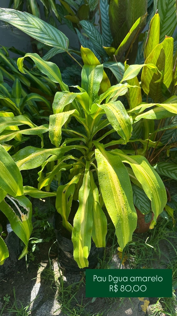 Pau Dgua Amarelo