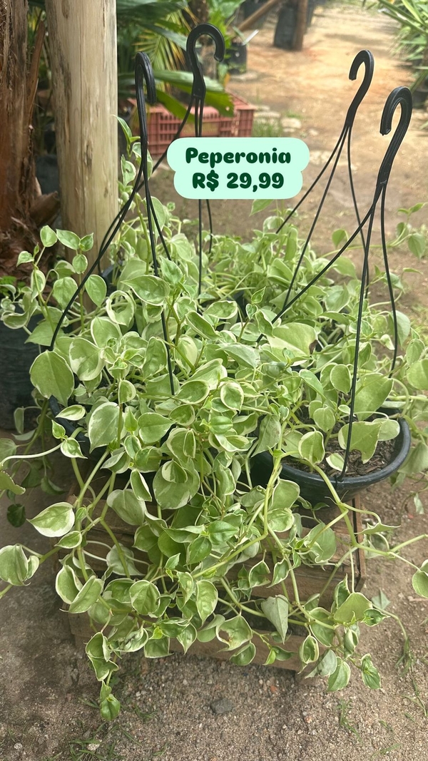 Peperômia