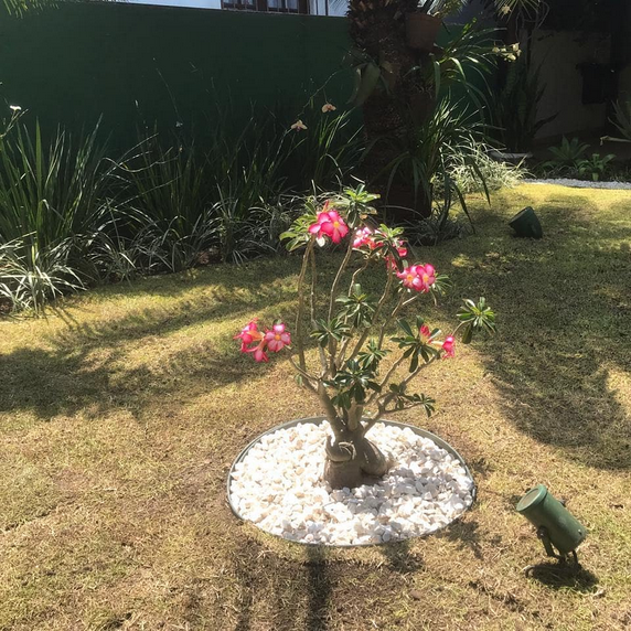 serjap-jardinagemg3630.png