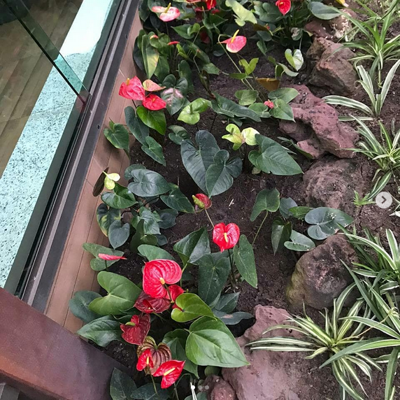 serjap-jardinagemg3632.png
